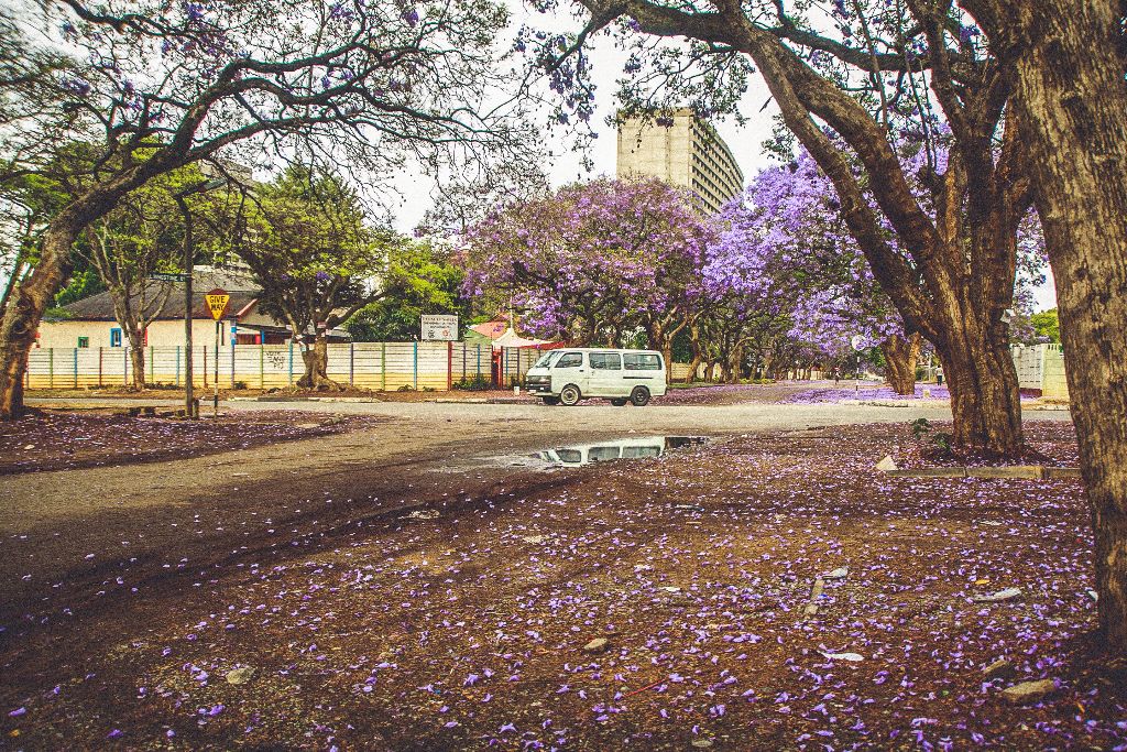The Purple Flower Trees Zimbabwe This is africa